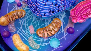 Abstract illustration of the mitochondria