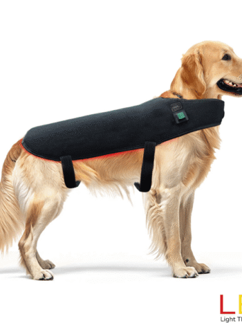 Golden retriever wearing the Red Light Therapy XL Dog Coat from LED Light Therapy Shop – comfortable adjustable LED coat for pain relief and recovery.