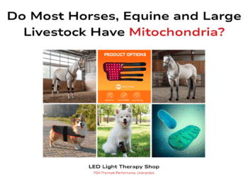 question Do Most Horses Equine and Large Livestock Have Mitochondria? image of mitochondria and animals horse dog wearing red light therapy pads wraps cape