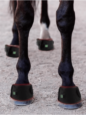 Equine hoof red light therapy pad applied to a horse hoof for treating abscesses and laminitis