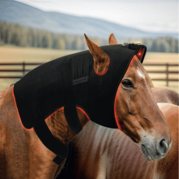 Horse wearing red light therapy poll cap for head and neck pain relief