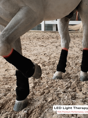 Red Light Therapy Horse Leg Wrap horse raising front leg wearing red light therapy fda leg wraps on 4 legs ed 660 near infrared 850