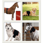 Universal red light therapy pad on horse back dog back and horse neck cattle shoulder showing extended straps