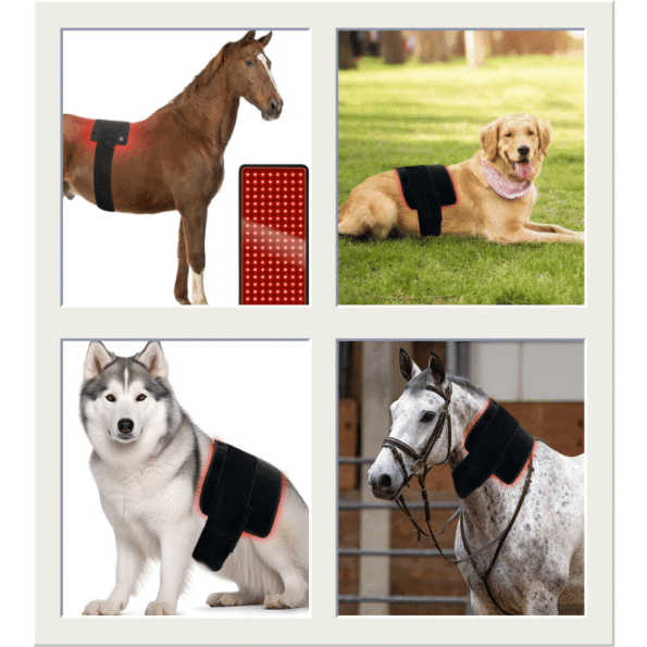 Universal red light therapy pad on horse back dog back and horse neck cattle shoulder showing extended straps
