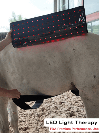 horse wearing pad on back Universal XL Animal Red Light Therapy Pad 90x70cm Horses Livestock Heal Pain