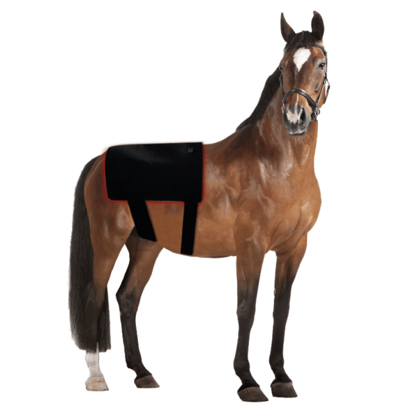 Universal red light therapy pad on horse back showing versatile use