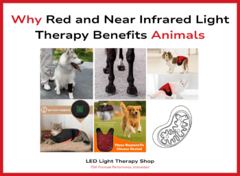 Why Red and Near Infrared Light Therapy Benefits Animals