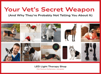 10 images of animals dogs cats and horses wearing red near infrared light therapy devices Your Vets Secret Weapon And Why They’re Probably Not Telling You About It
