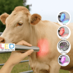 Animal 5-wavelength light therapy farmer owner using a handheld LED light therapy torch on a dog’s leg, showing both red wavelength light applications for muscle and skin support.