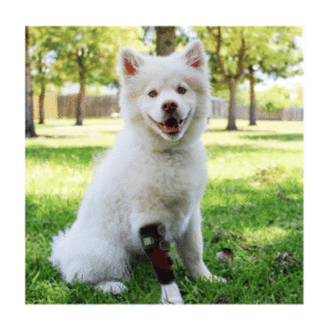 white husky wearing red 660nmnearinfrared 850nm leg rap limb treatment pulse 10h 40hz led light therapy shop