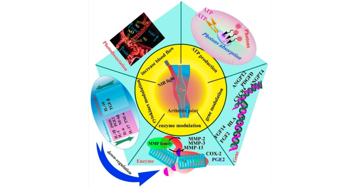 The Mechanisms and Efficacy of Photobiomodulation Therapy for Arthritis red light therapy diagram figure 1