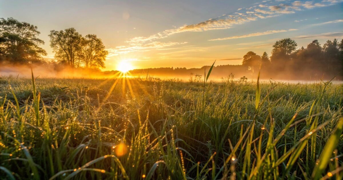 Golden sunrise over a dewy field.